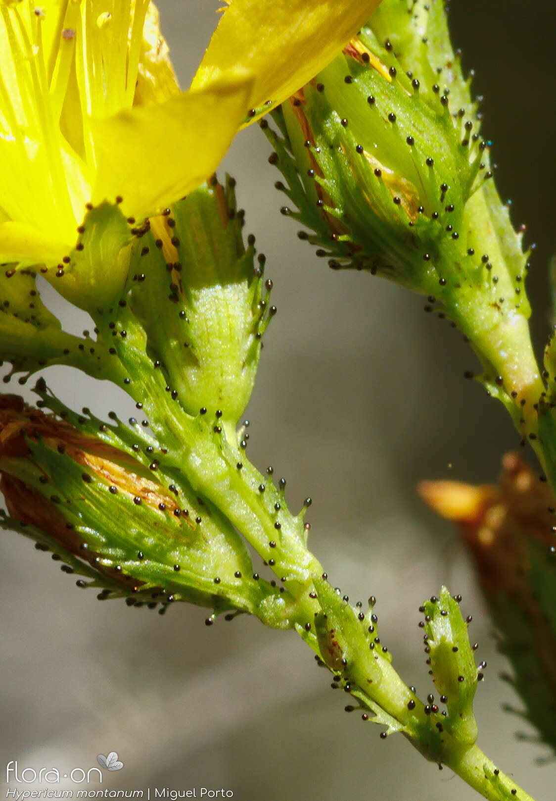 Hypericum montanum - Cálice | Miguel Porto; CC BY-NC 4.0