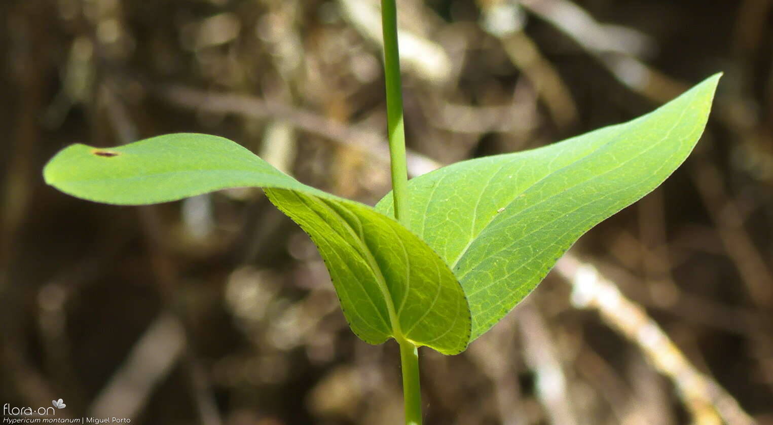 Hypericum montanum - Folha | Miguel Porto; CC BY-NC 4.0