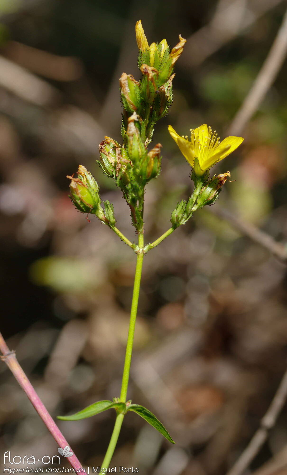 Hypericum montanum - Flor (geral) | Miguel Porto; CC BY-NC 4.0