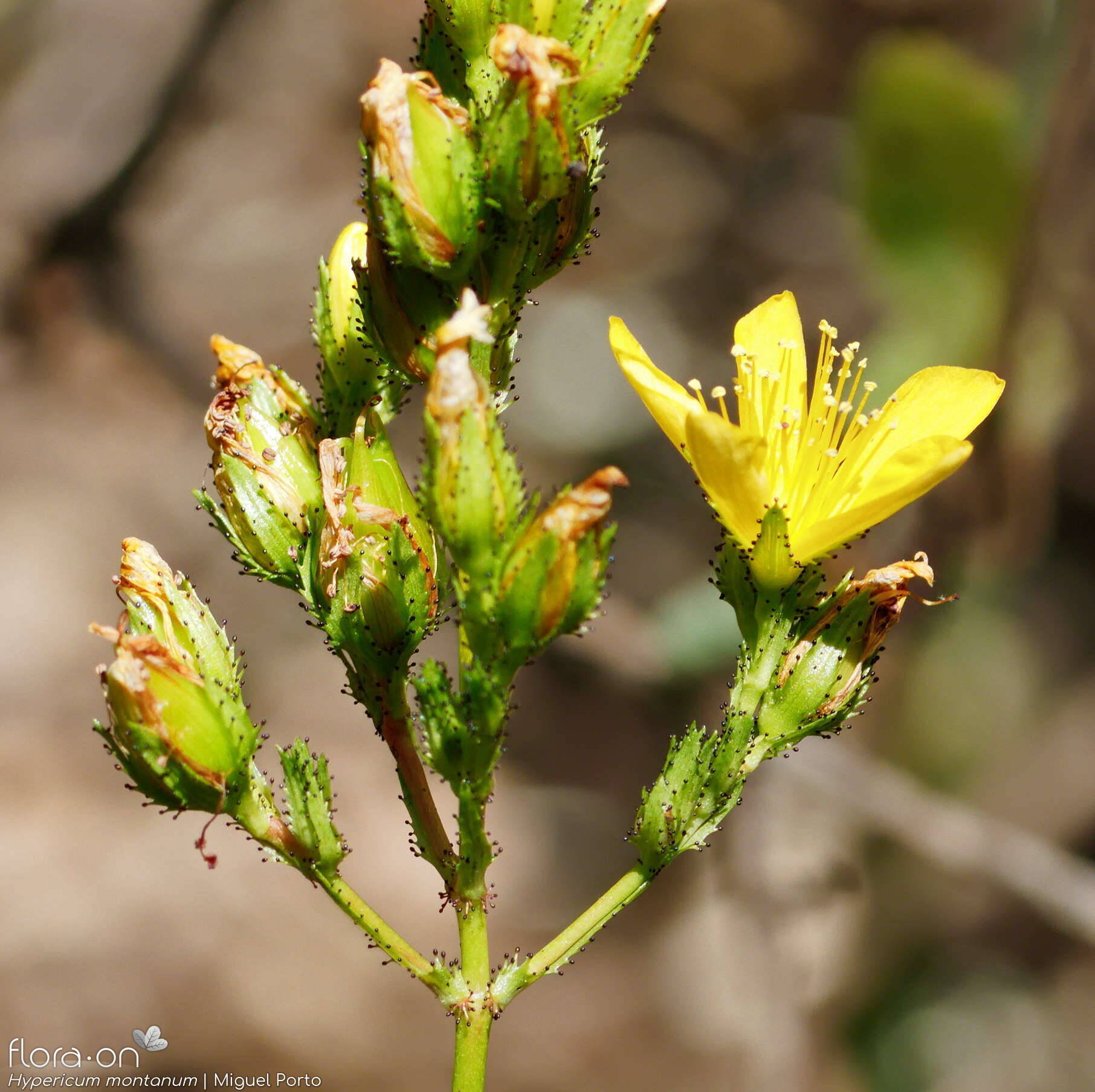 Hypericum montanum - Flor (geral) | Miguel Porto; CC BY-NC 4.0