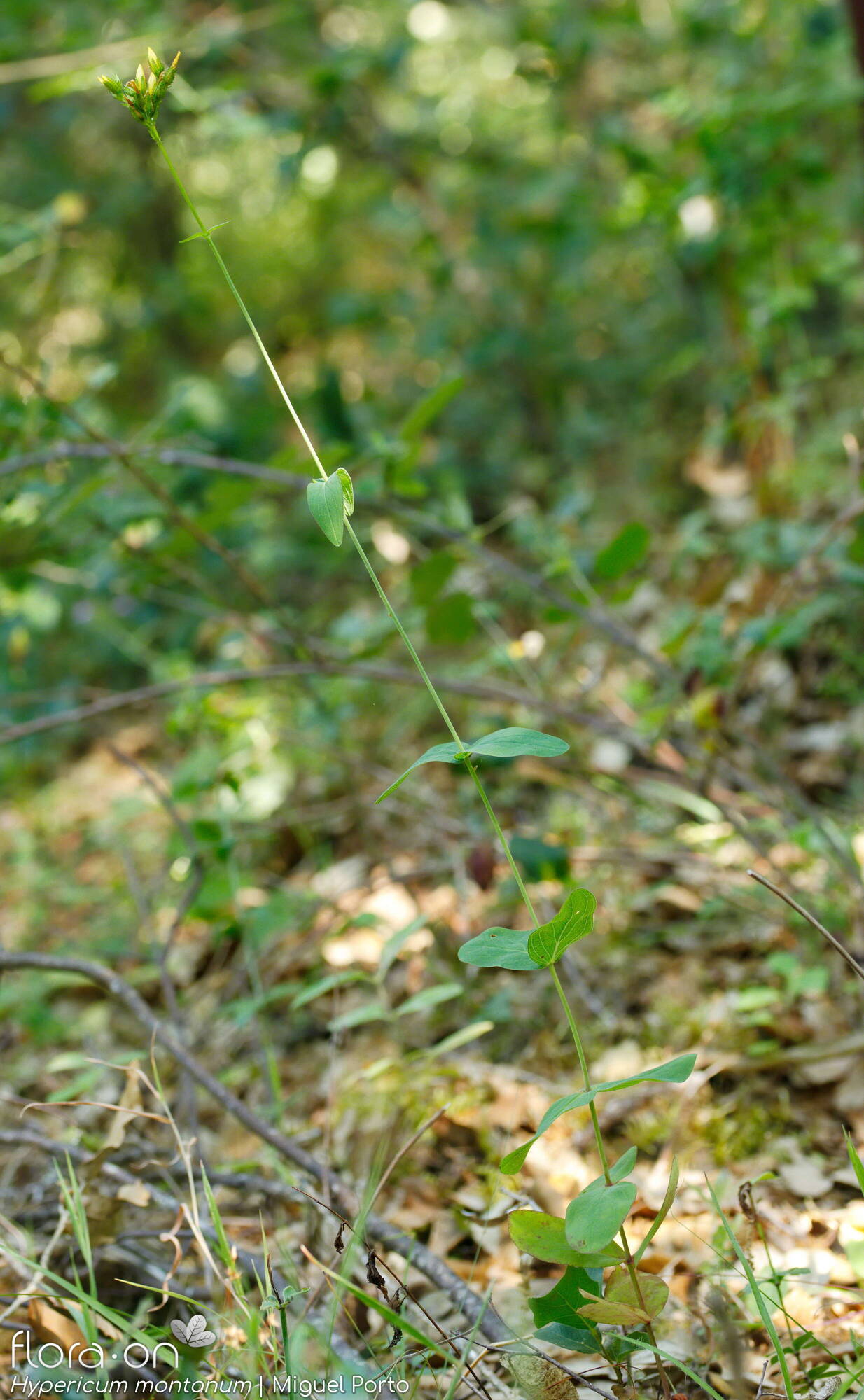 Hypericum montanum - Hábito | Miguel Porto; CC BY-NC 4.0