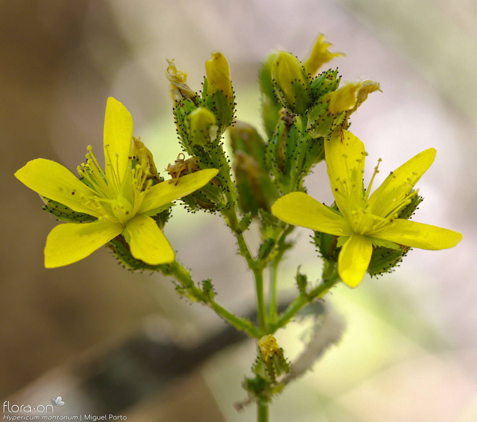 Hypericum montanum - Flor (geral) | Miguel Porto; CC BY-NC 4.0