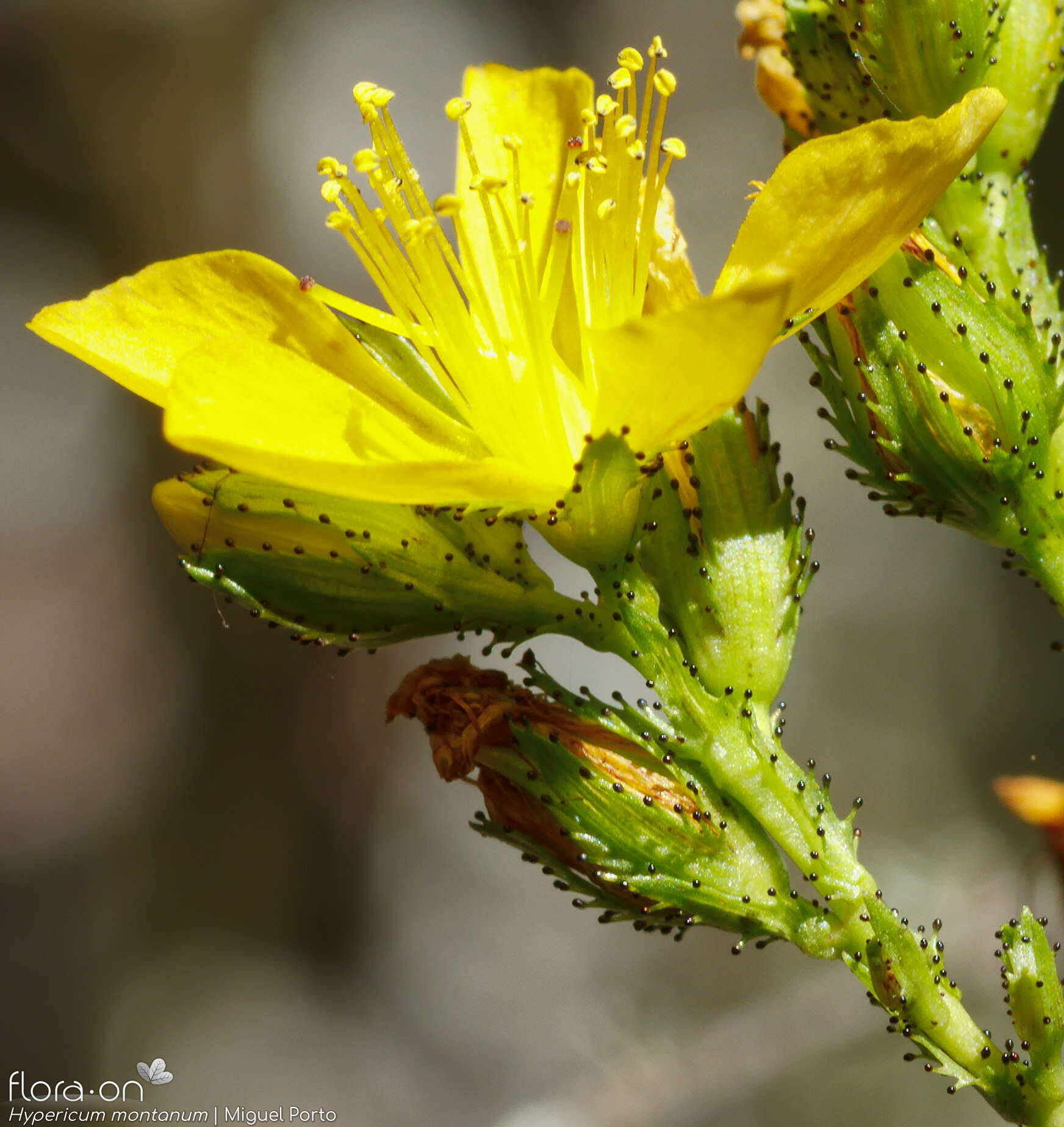 Hypericum montanum - Flor (close-up) | Miguel Porto; CC BY-NC 4.0