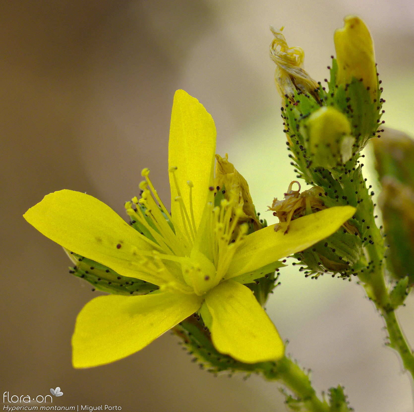 Hypericum montanum - Flor (close-up) | Miguel Porto; CC BY-NC 4.0