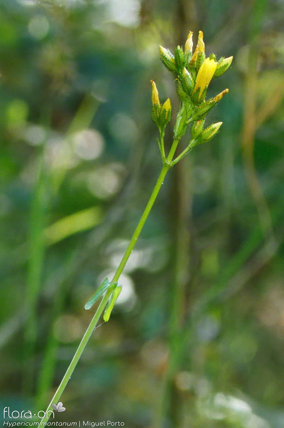 Hypericum montanum - Flor (geral) | Miguel Porto; CC BY-NC 4.0