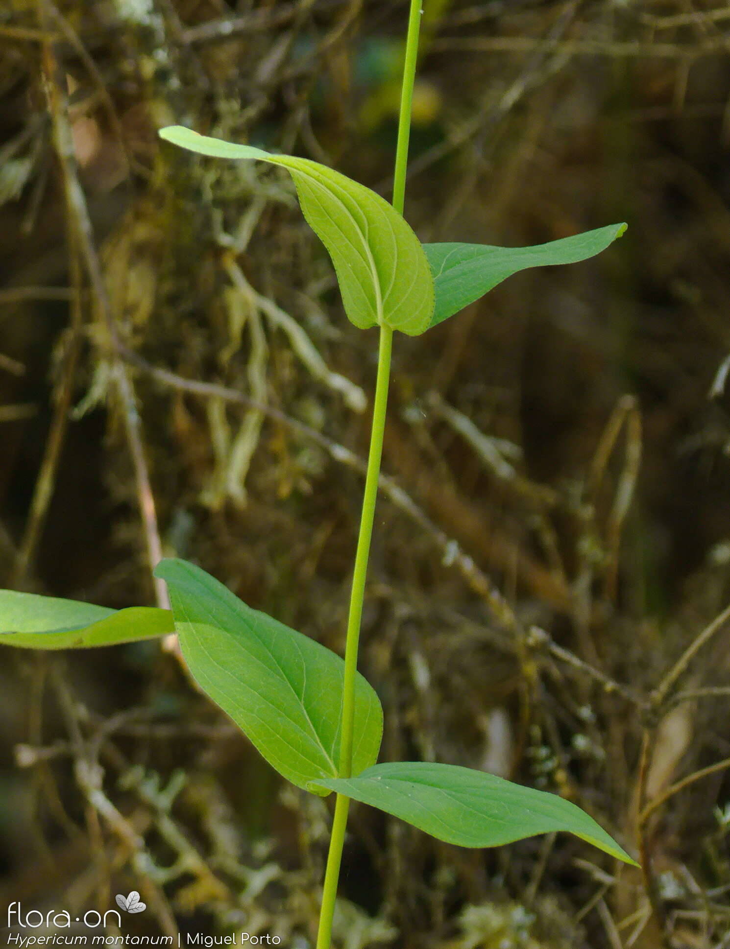 Hypericum montanum - Folha (geral) | Miguel Porto; CC BY-NC 4.0