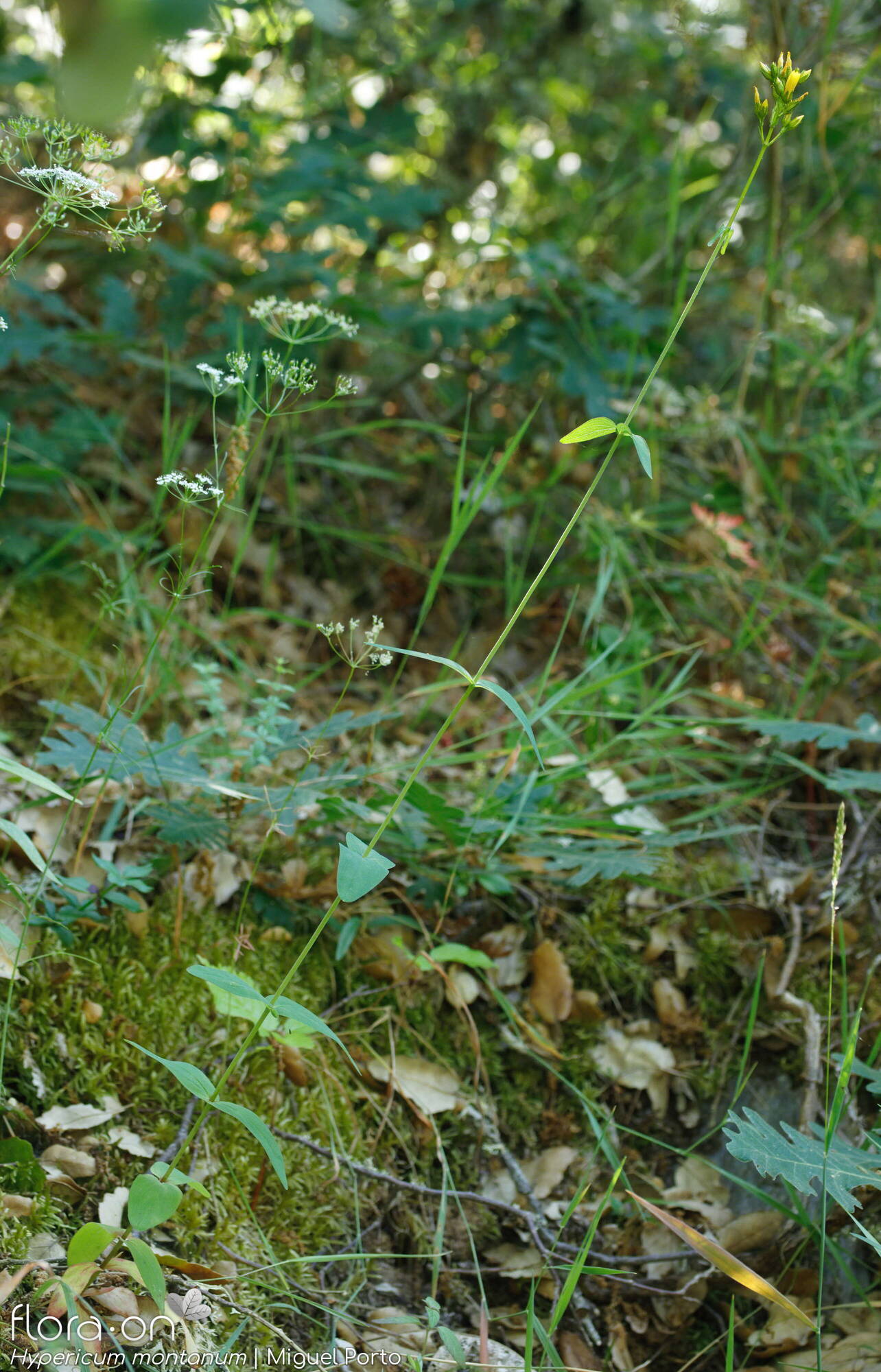 Hypericum montanum - Hábito | Miguel Porto; CC BY-NC 4.0