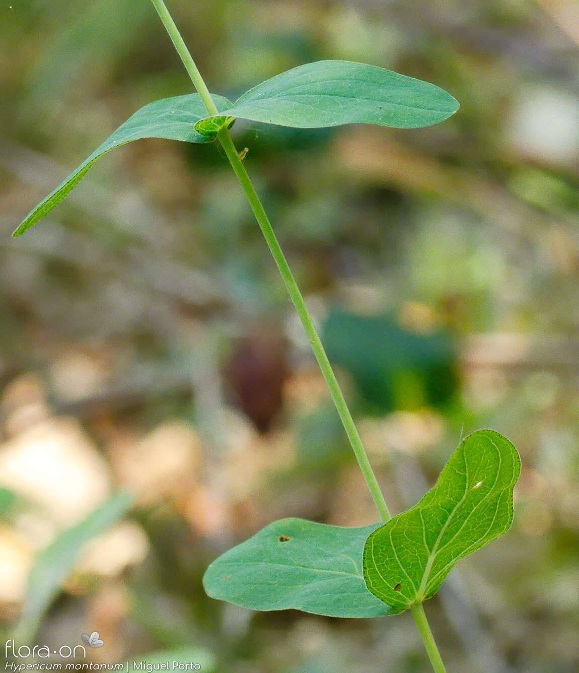 Hypericum montanum - Folha (geral) | Miguel Porto; CC BY-NC 4.0