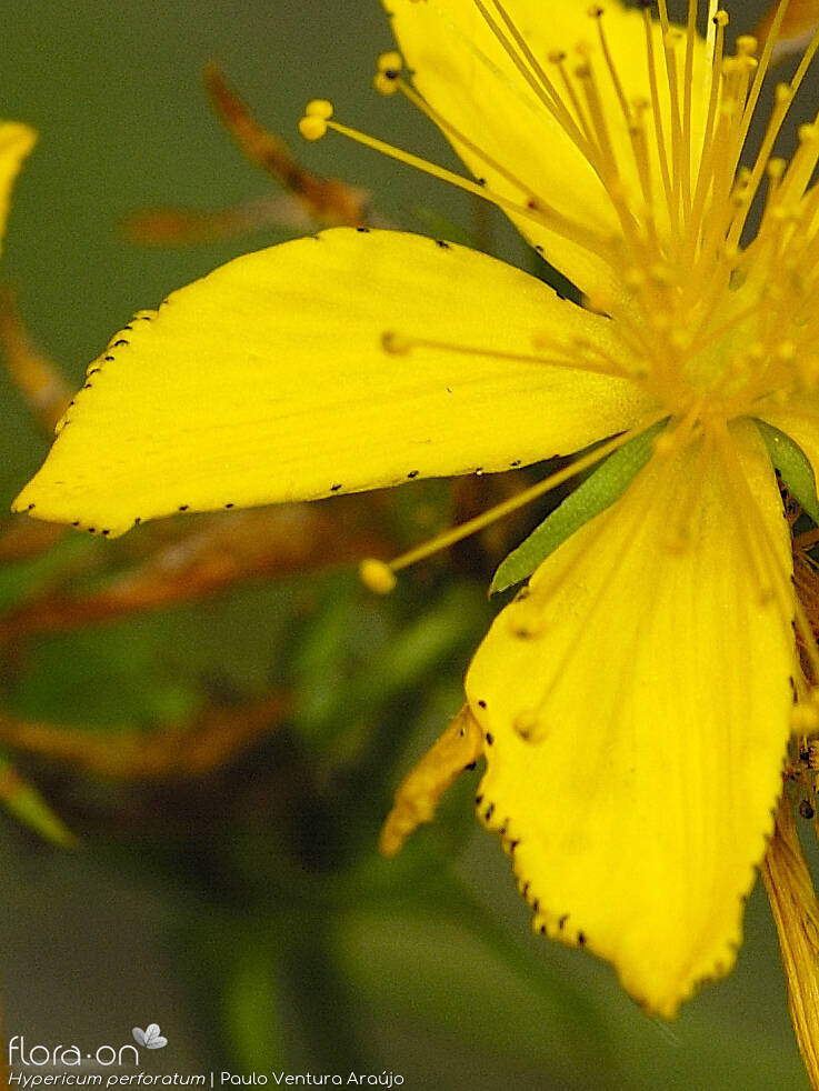 Hypericum perforatum - Flor (close-up) | Paulo Ventura Araújo; CC BY-NC 4.0