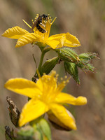 Hypericum pubescens