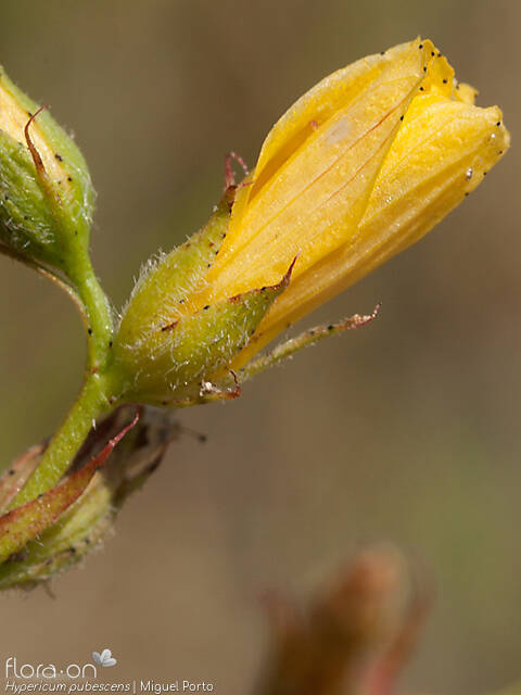 Hypericum pubescens - Cálice | Miguel Porto; CC BY-NC 4.0