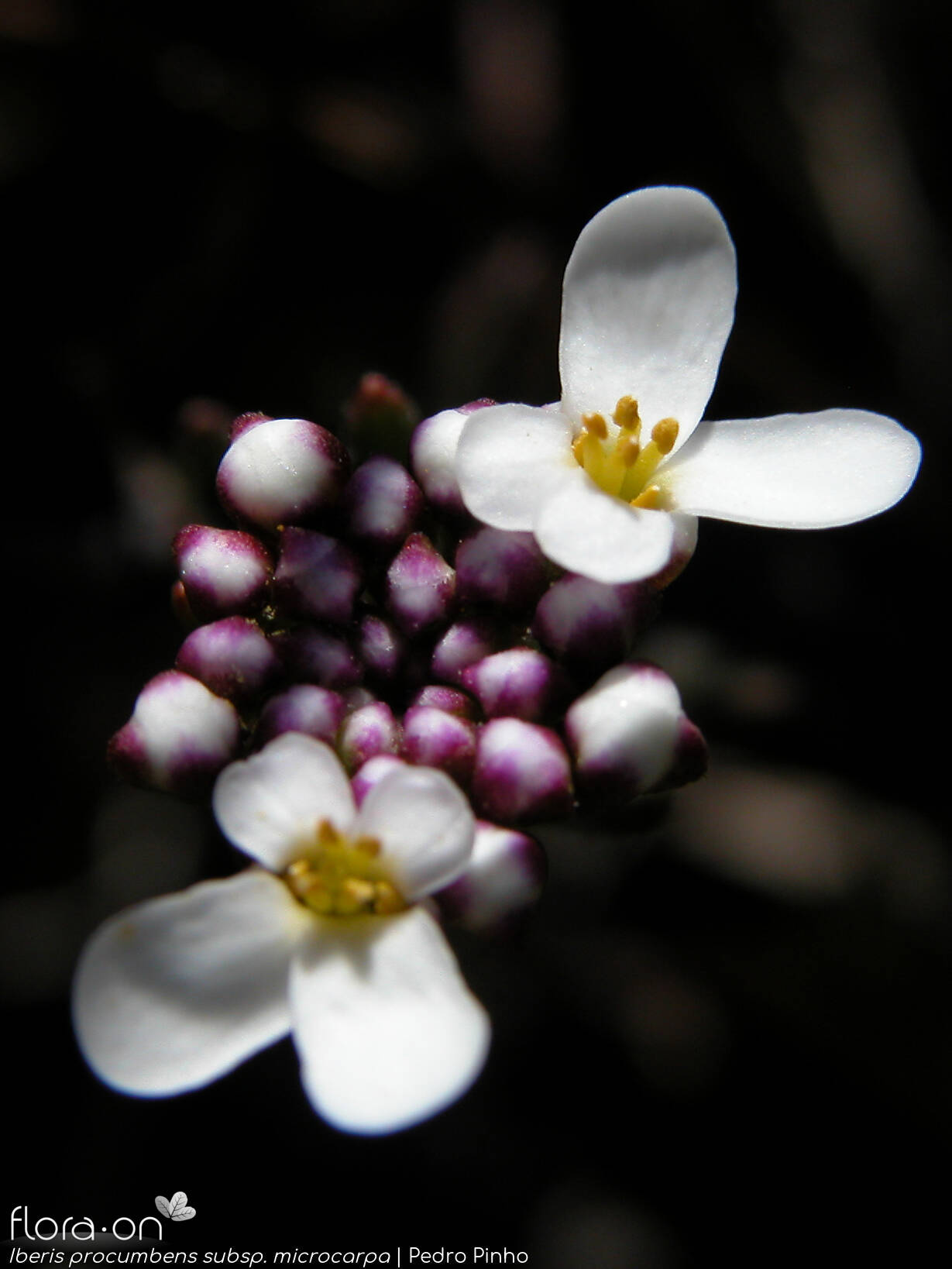 Iberis procumbens - Flor (close-up) | Pedro Pinho; CC BY-NC 4.0