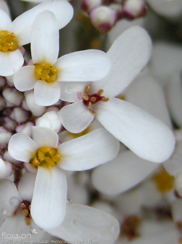 Iberis procumbens - Flor (close-up) | Pedro Pinho; CC BY-NC 4.0