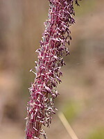 Imperata cylindrica