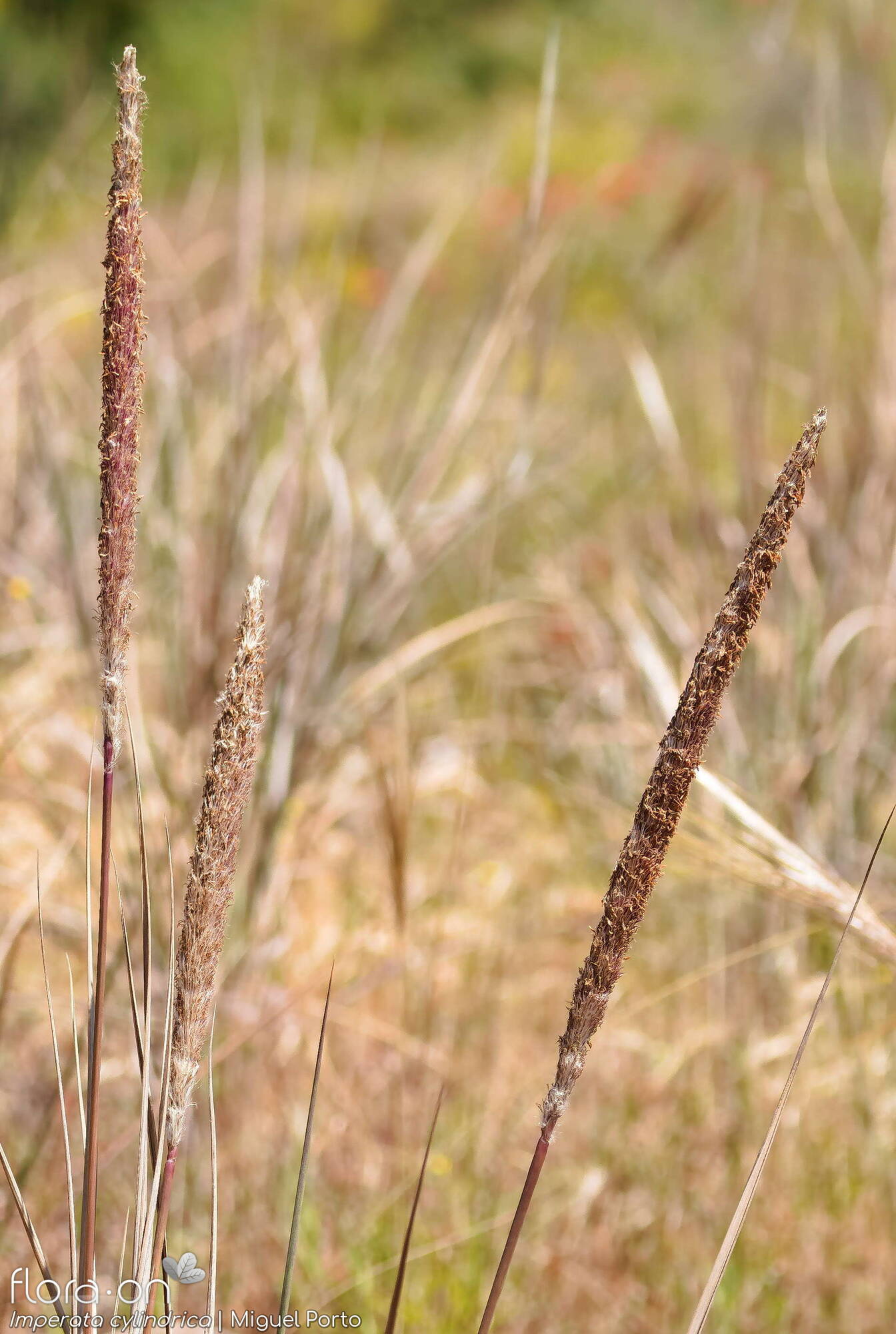 Imperata cylindrica - Flor (geral) | Miguel Porto; CC BY-NC 4.0