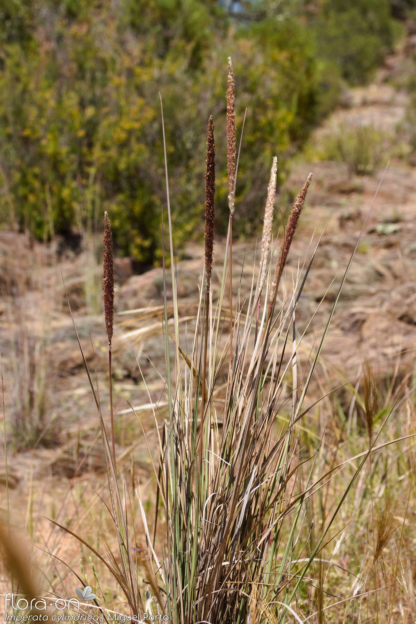 Imperata cylindrica - Hábito | Miguel Porto; CC BY-NC 4.0