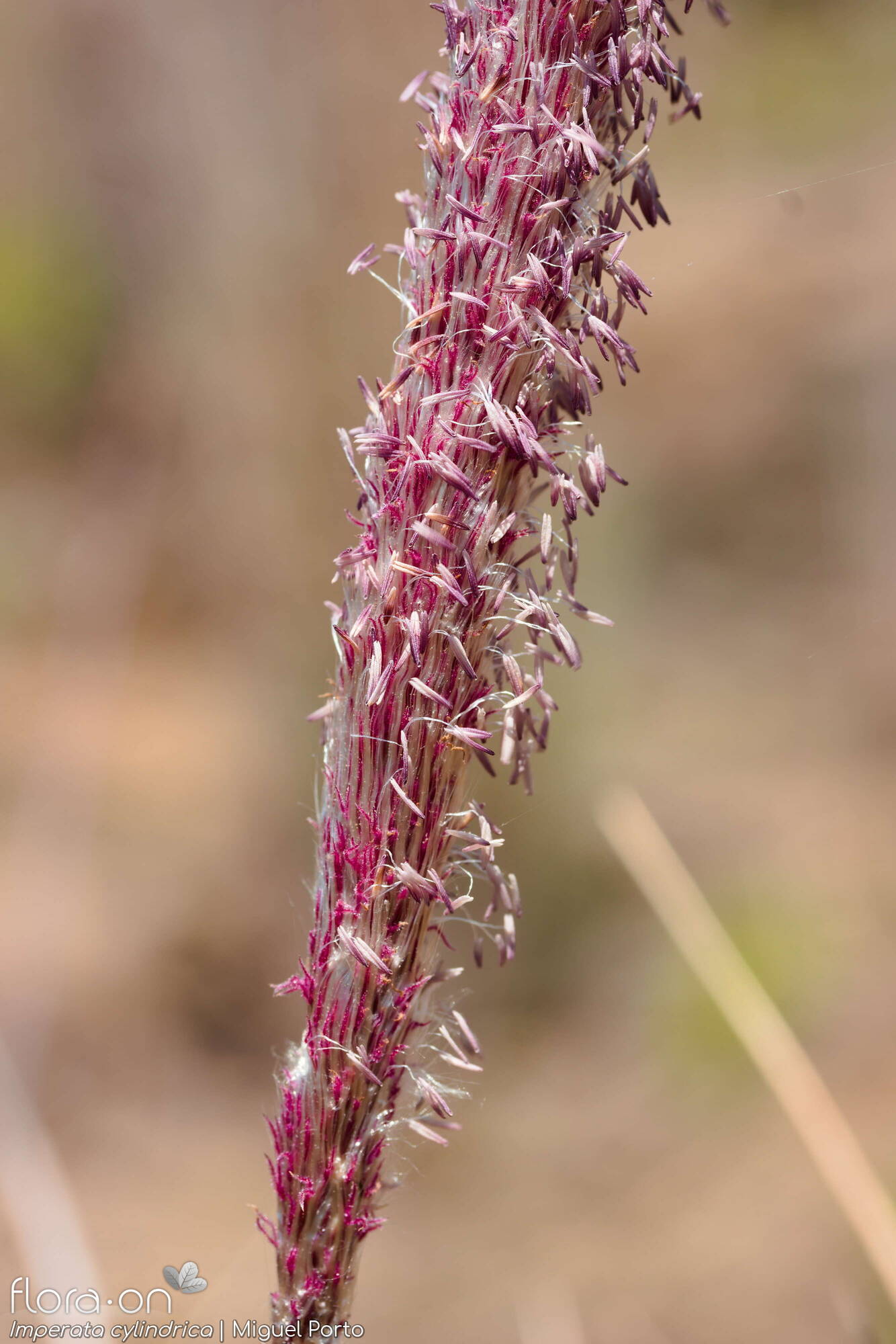 Imperata cylindrica - Flor (geral) | Miguel Porto; CC BY-NC 4.0