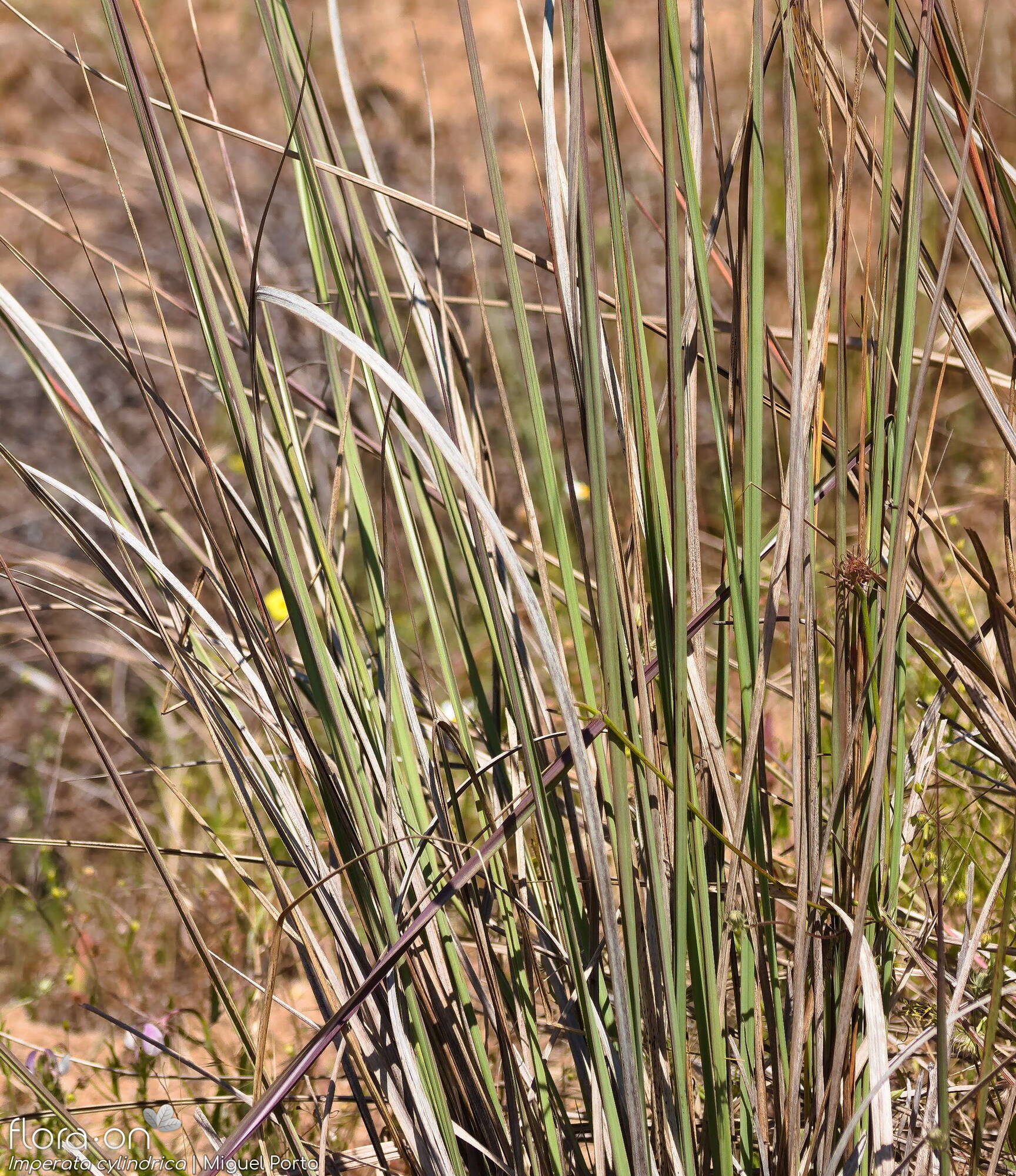 Imperata cylindrica - Folha | Miguel Porto; CC BY-NC 4.0