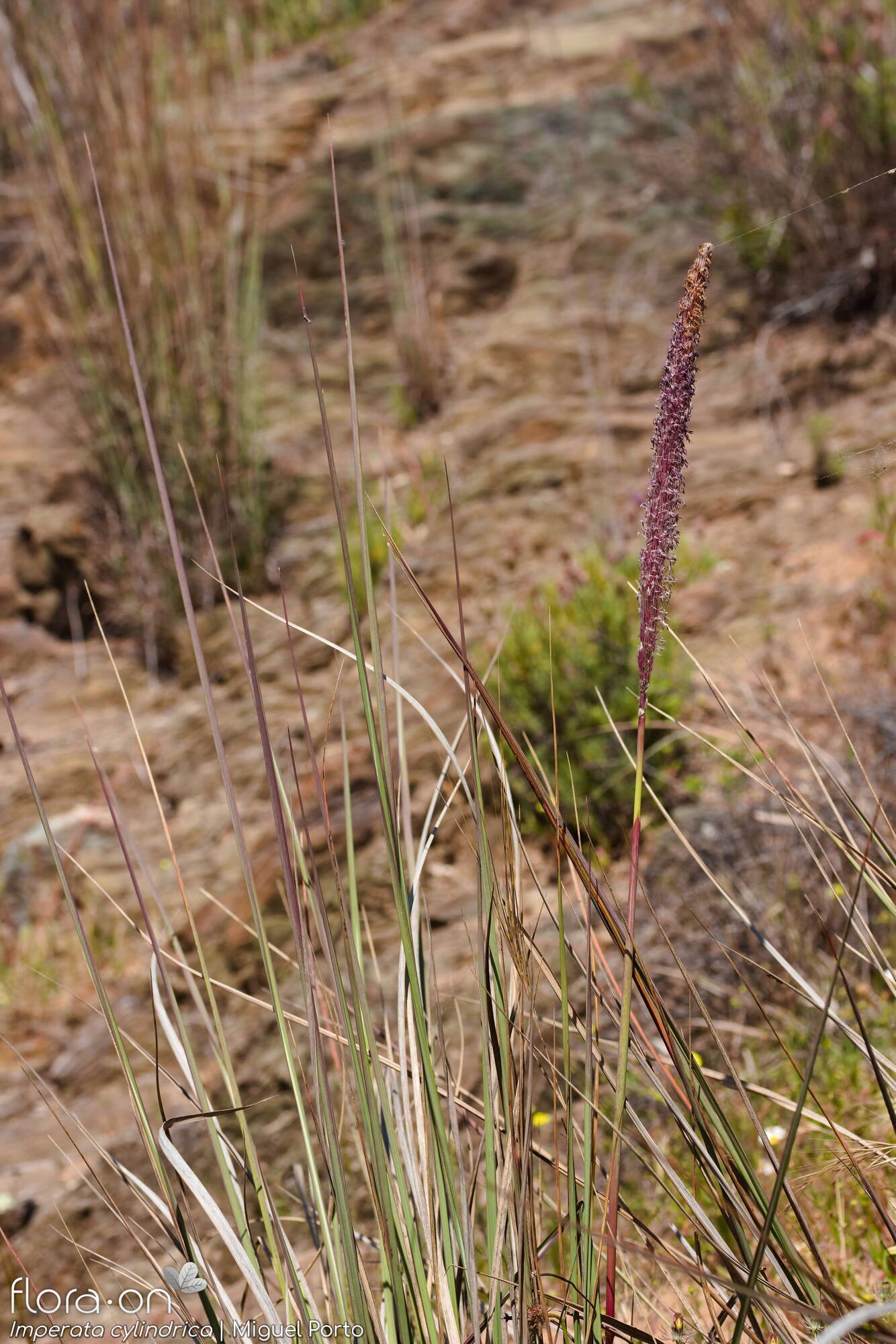 Imperata cylindrica - Hábito | Miguel Porto; CC BY-NC 4.0