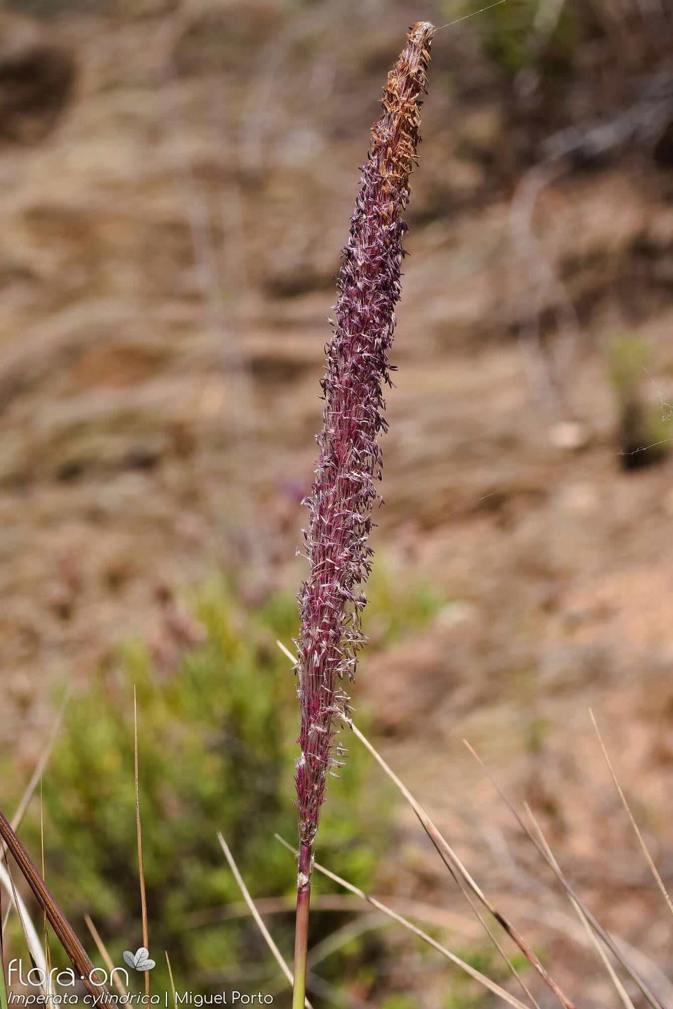 Imperata cylindrica - Flor (geral) | Miguel Porto; CC BY-NC 4.0