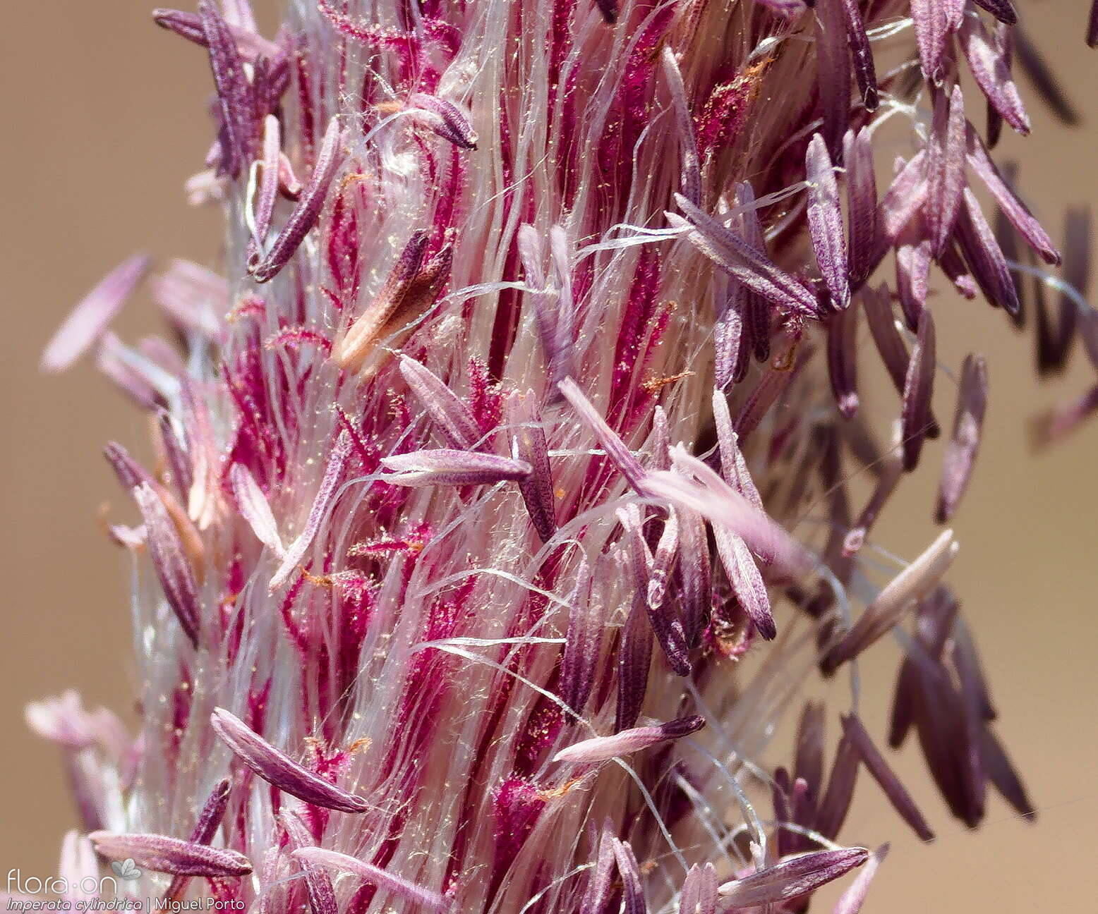 Imperata cylindrica - Espigueta | Miguel Porto; CC BY-NC 4.0