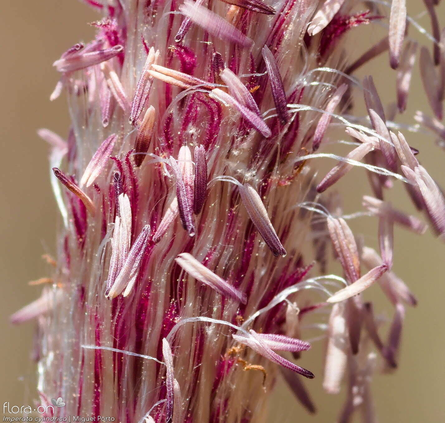 Imperata cylindrica - Flor (close-up) | Miguel Porto; CC BY-NC 4.0