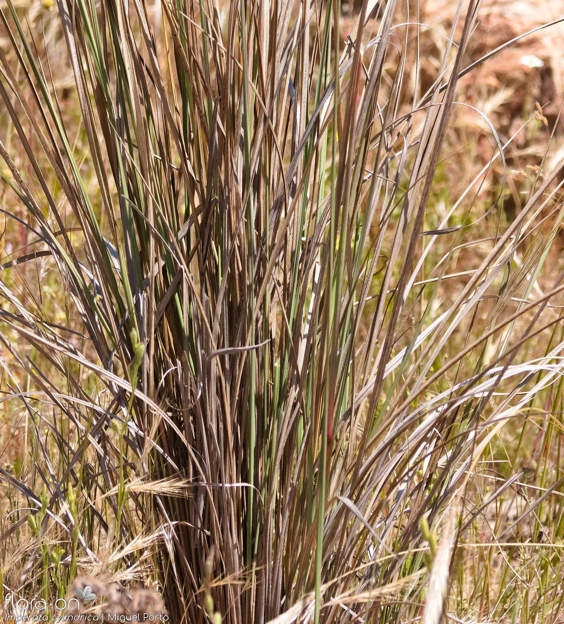Imperata cylindrica - Folha (geral) | Miguel Porto; CC BY-NC 4.0