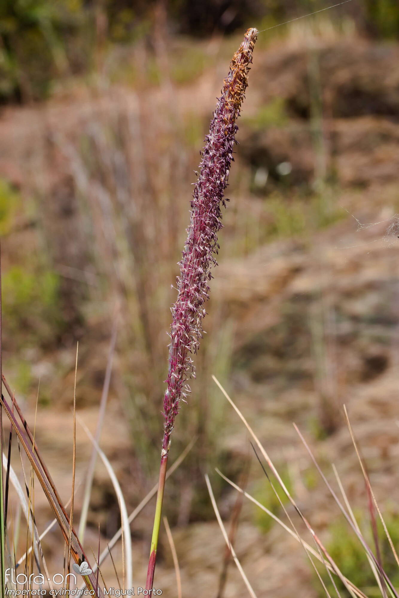 Imperata cylindrica - Flor (geral) | Miguel Porto; CC BY-NC 4.0