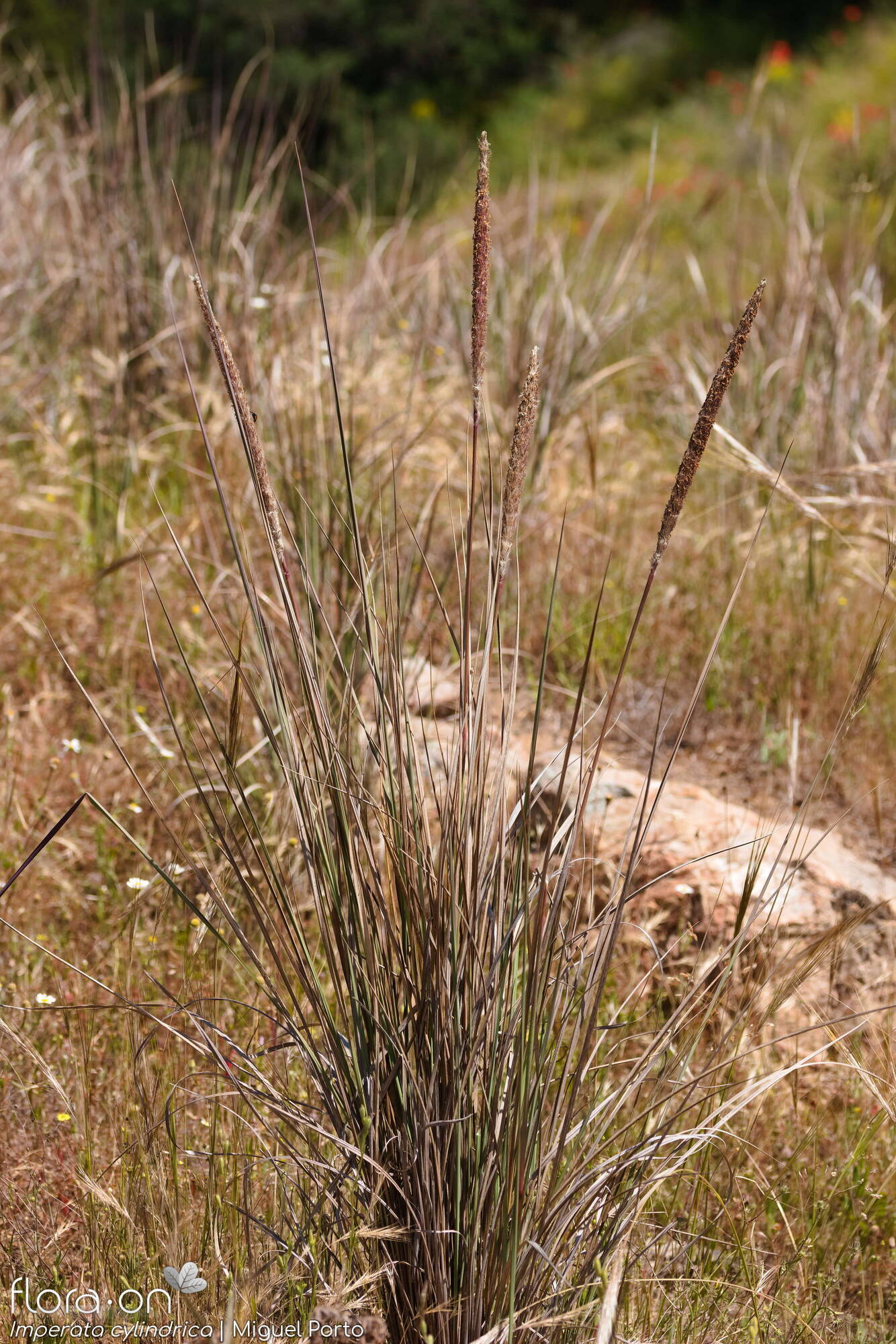 Imperata cylindrica - Hábito | Miguel Porto; CC BY-NC 4.0