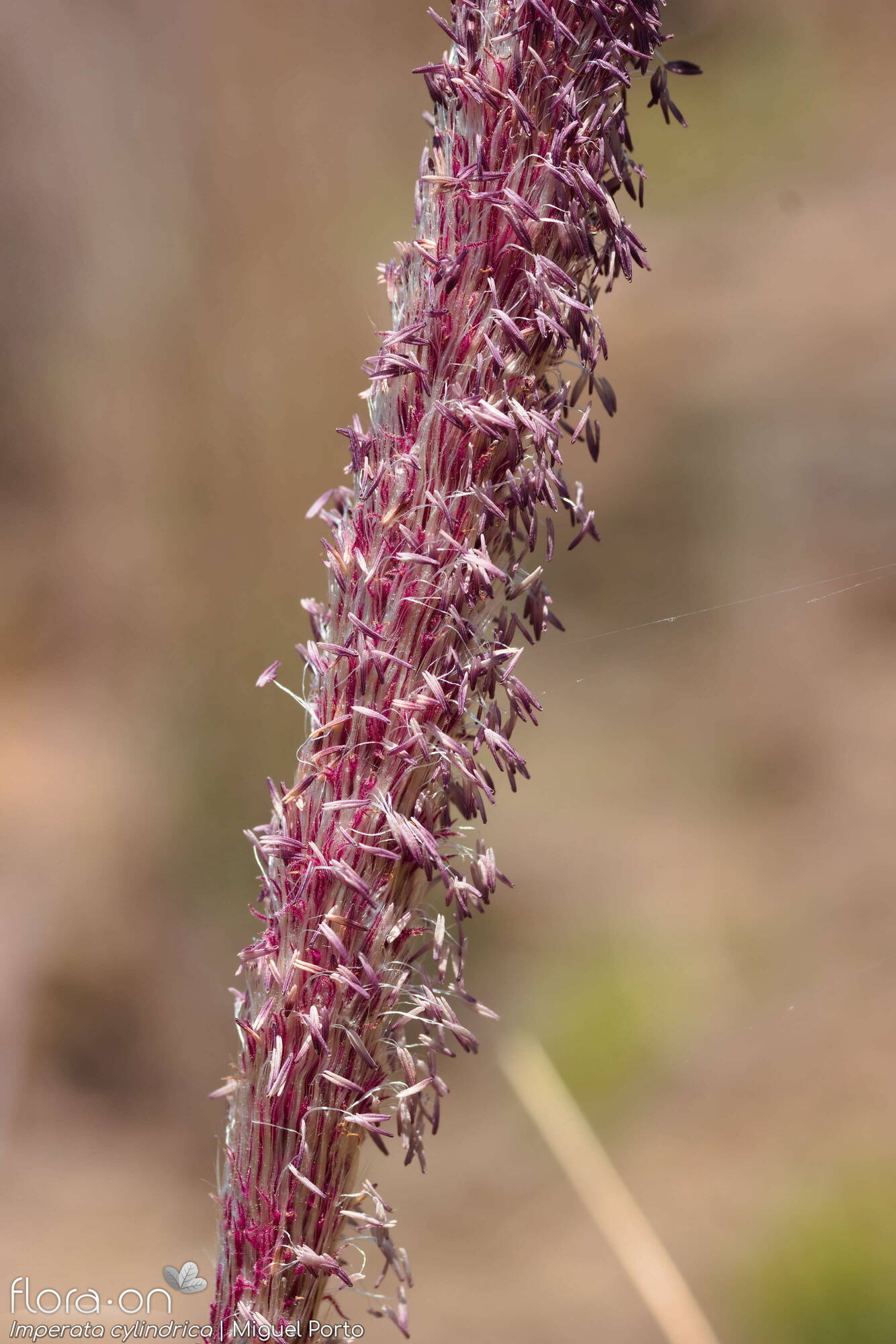 Imperata cylindrica - Flor (geral) | Miguel Porto; CC BY-NC 4.0