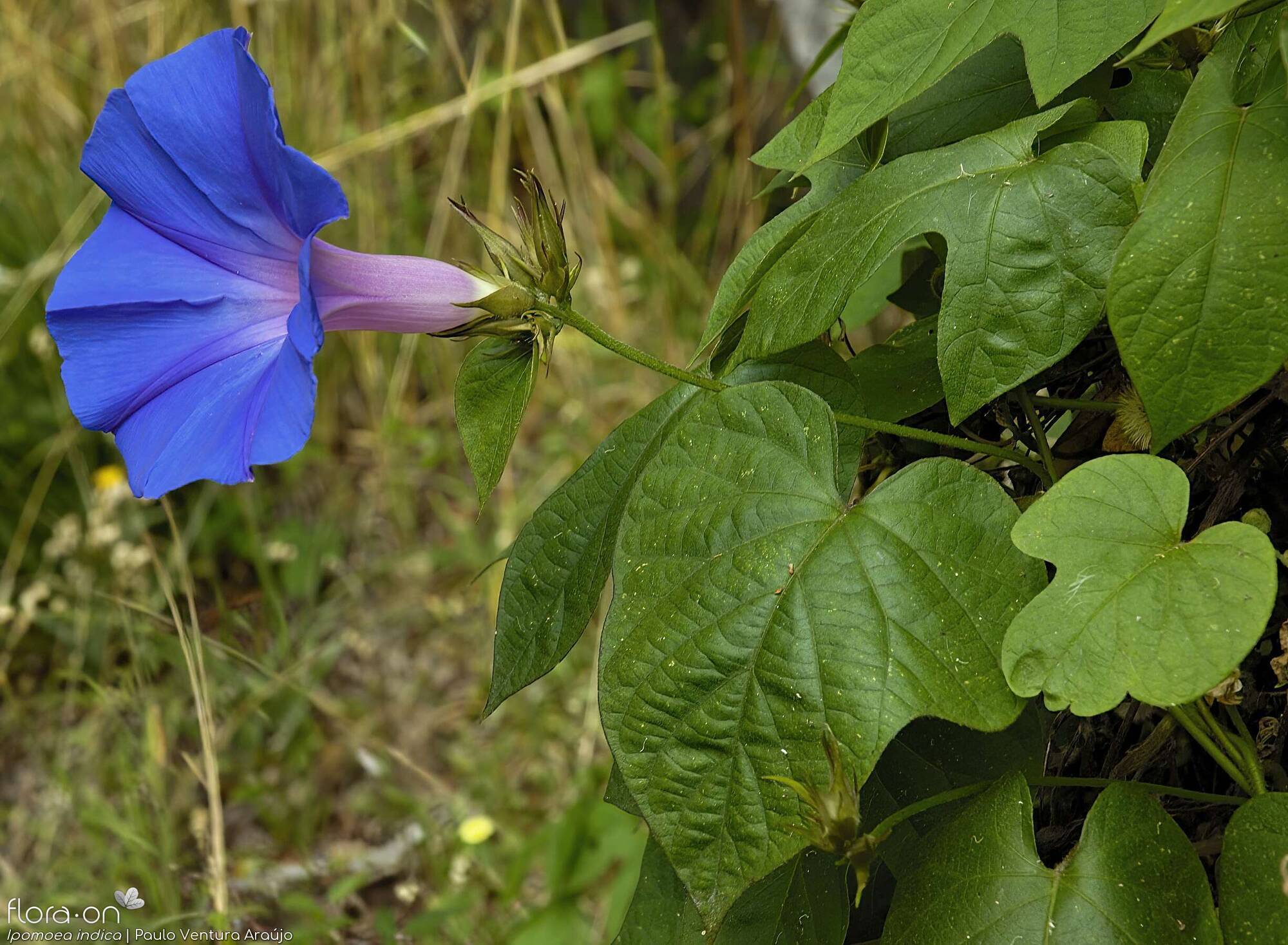 Ipomoea indica - Folha | Paulo Ventura Araújo; CC BY-NC 4.0
