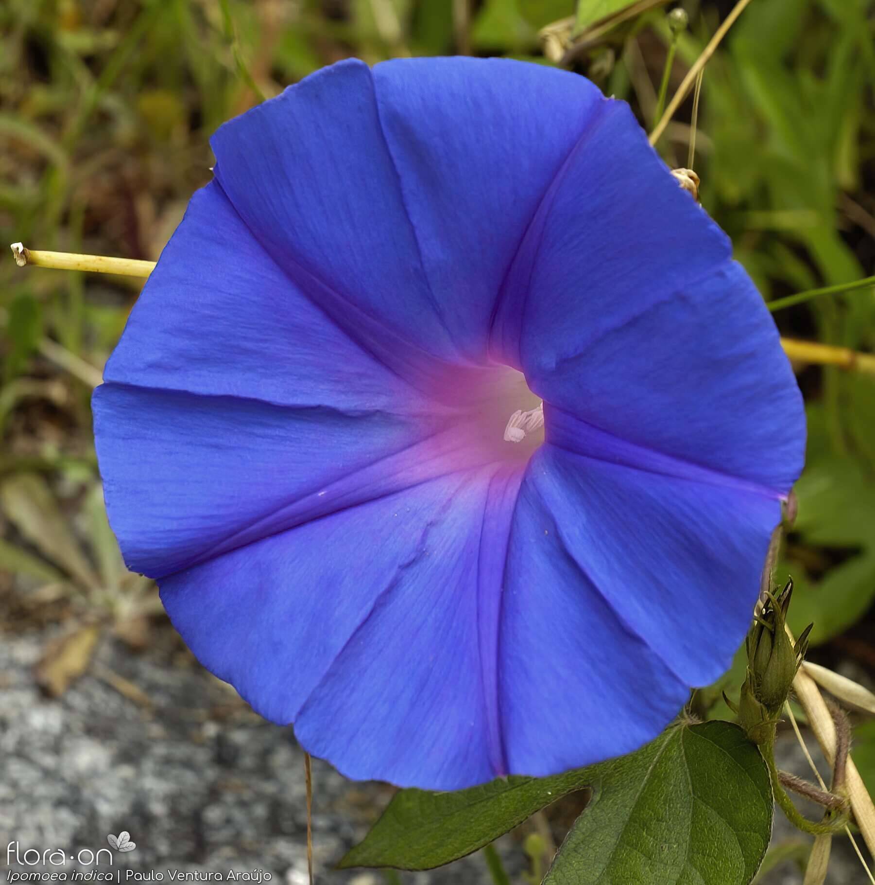 Ipomoea indica - Flor (close-up) | Paulo Ventura Araújo; CC BY-NC 4.0