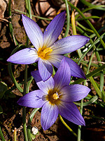 Iridaceae