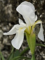 Iridaceae