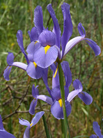 Iridaceae