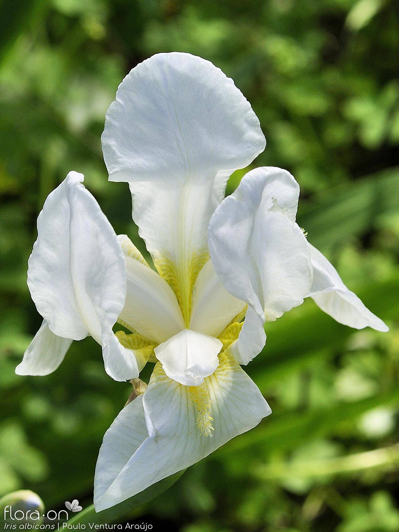 Iris albicans - Flor (close-up) | Paulo Ventura Araújo; CC BY-NC 4.0