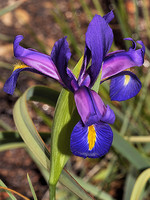 Iris boissieri