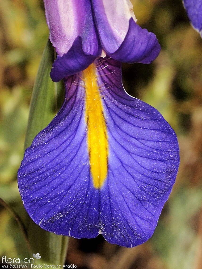 Iris boissieri - Flor (close-up) | Paulo Ventura Araújo; CC BY-NC 4.0
