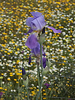 Iris germanica