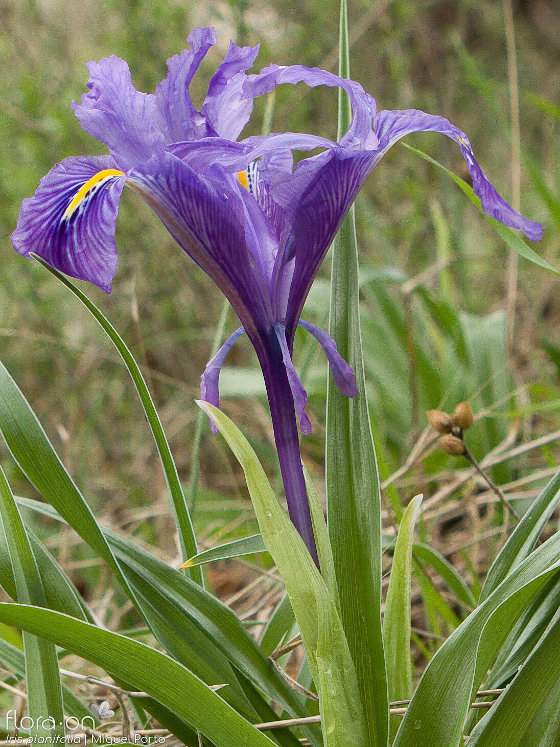 Iris planifolia - Flor (geral) | Miguel Porto; CC BY-NC 4.0