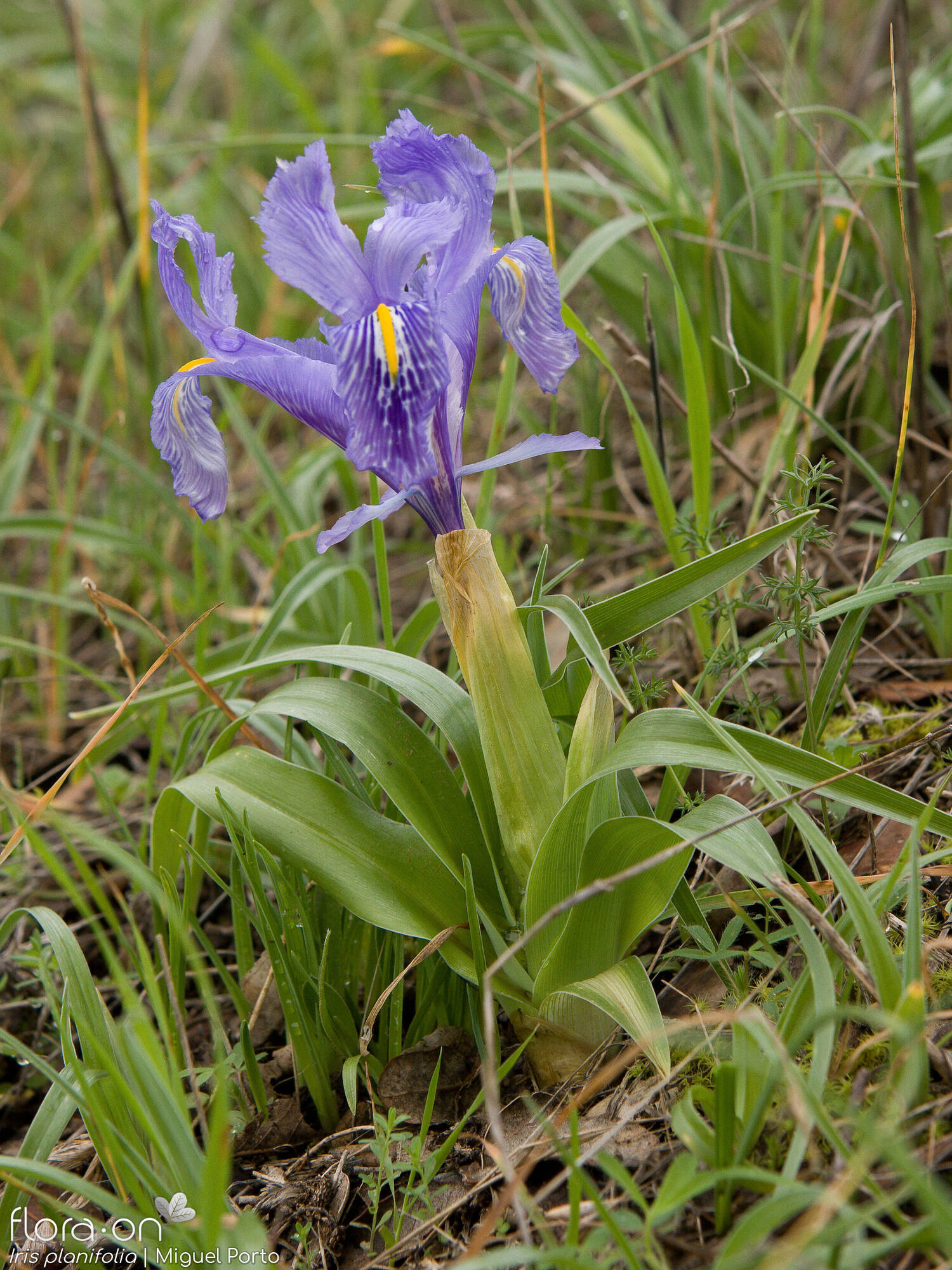 Iris planifolia - Hábito | Miguel Porto; CC BY-NC 4.0