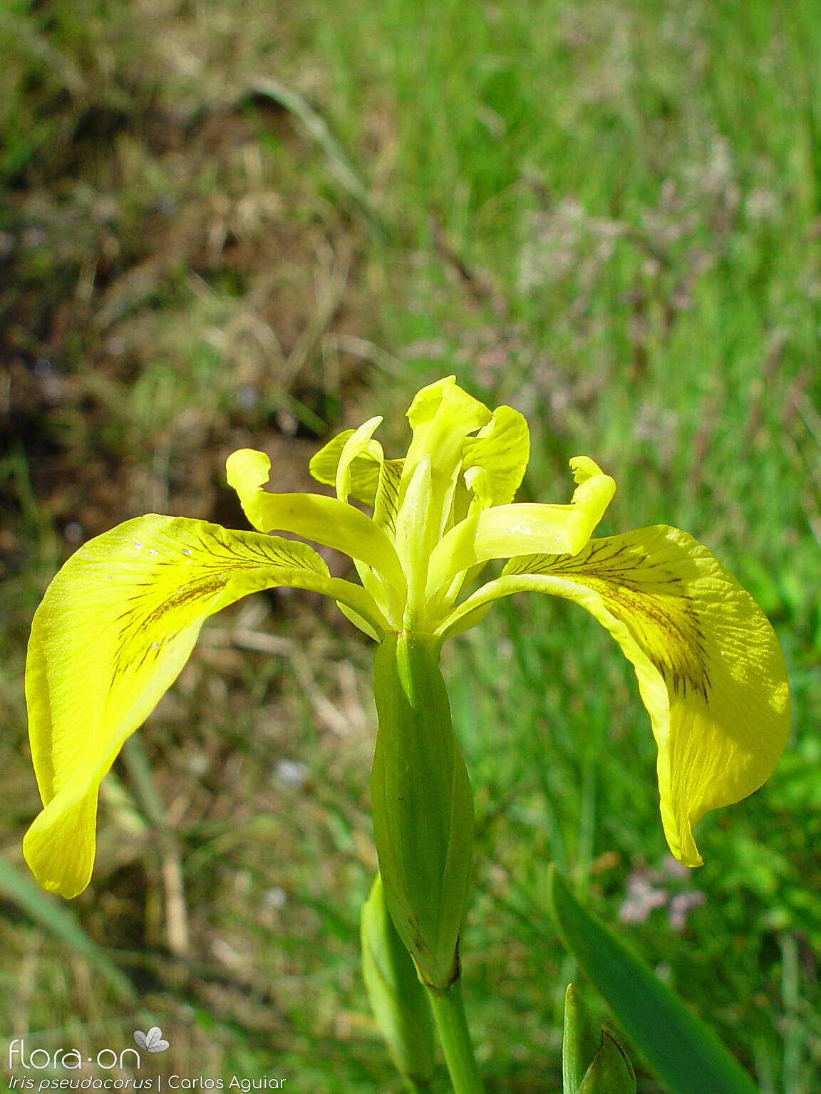 Iris pseudacorus - Flor (close-up) | Carlos Aguiar; CC BY-NC 4.0