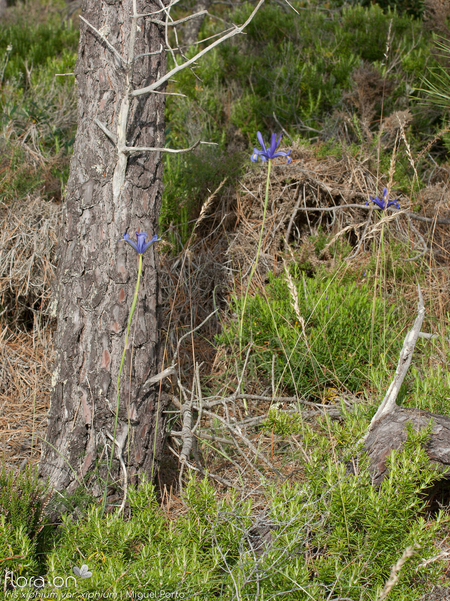 Iris xiphium - Habitat | Miguel Porto; CC BY-NC 4.0