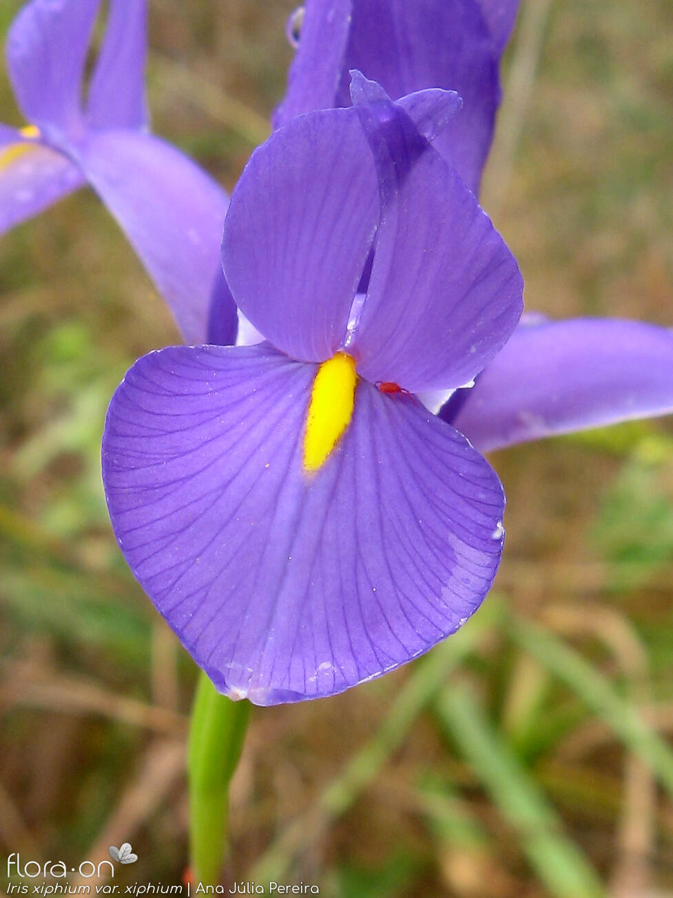 Iris xiphium - Flor (close-up) | Ana Júlia Pereira; CC BY-NC 4.0