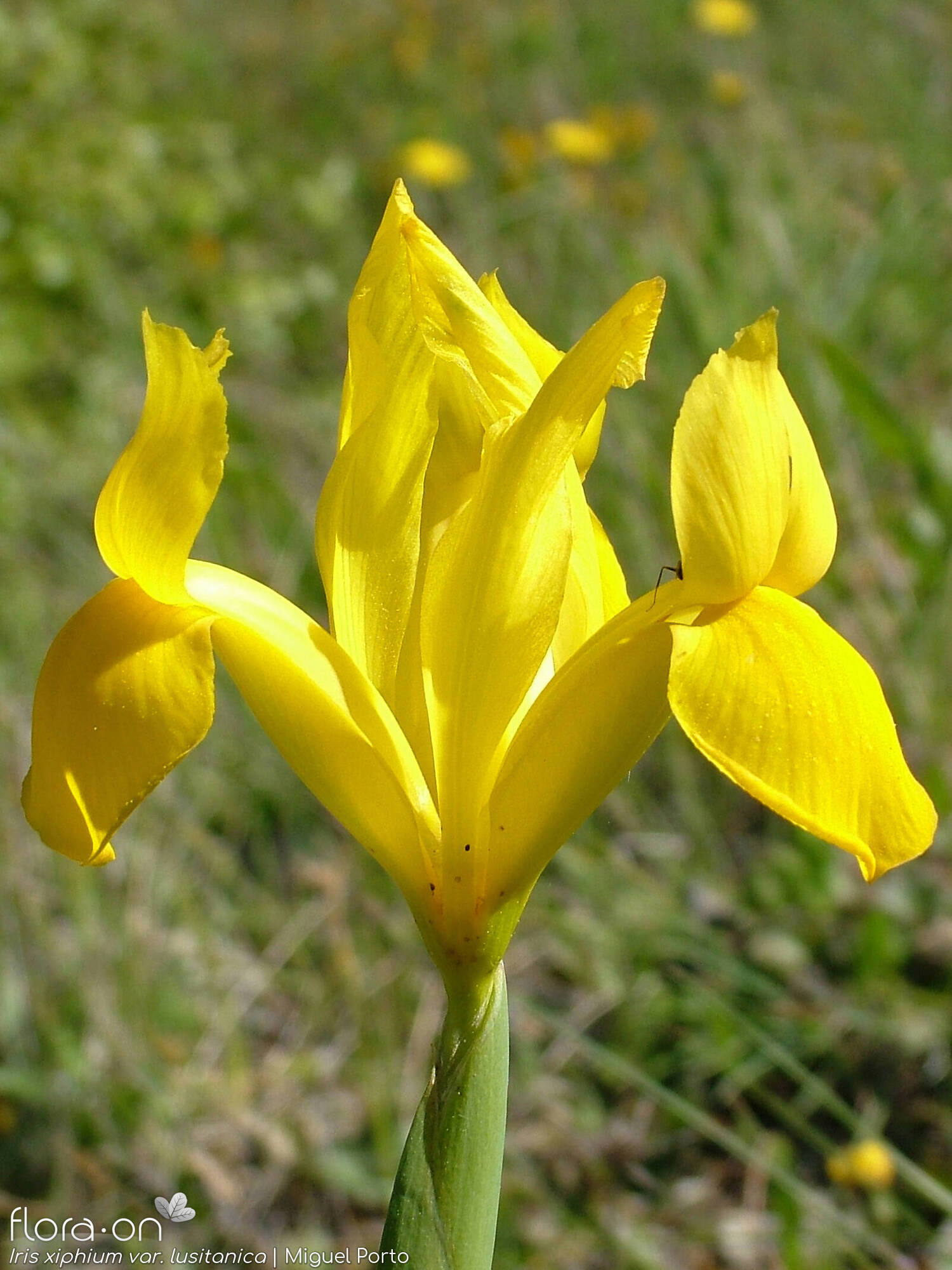 Iris xiphium - Flor (close-up) | Miguel Porto; CC BY-NC 4.0