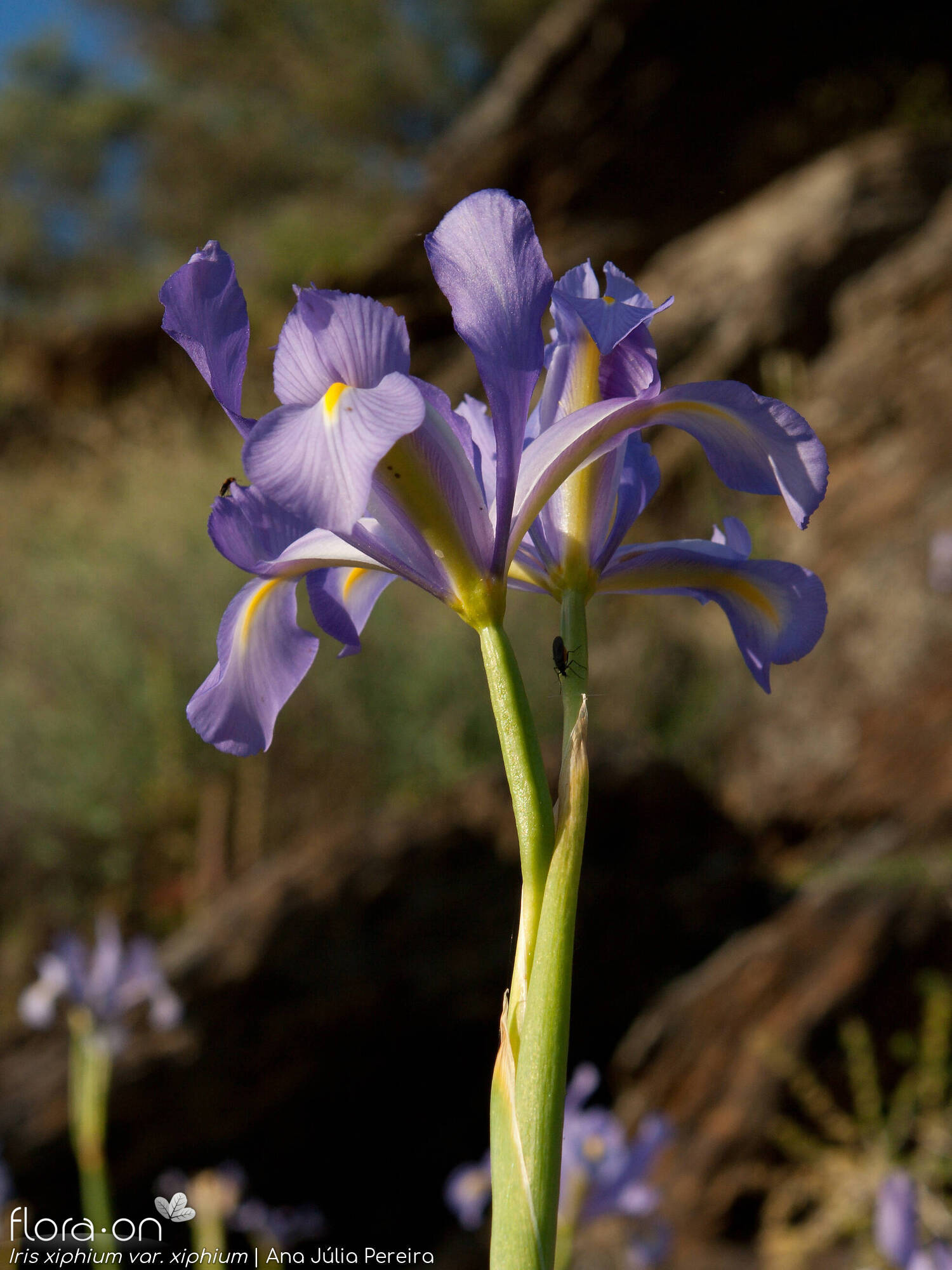Iris xiphium - Flor (geral) | Ana Júlia Pereira; CC BY-NC 4.0