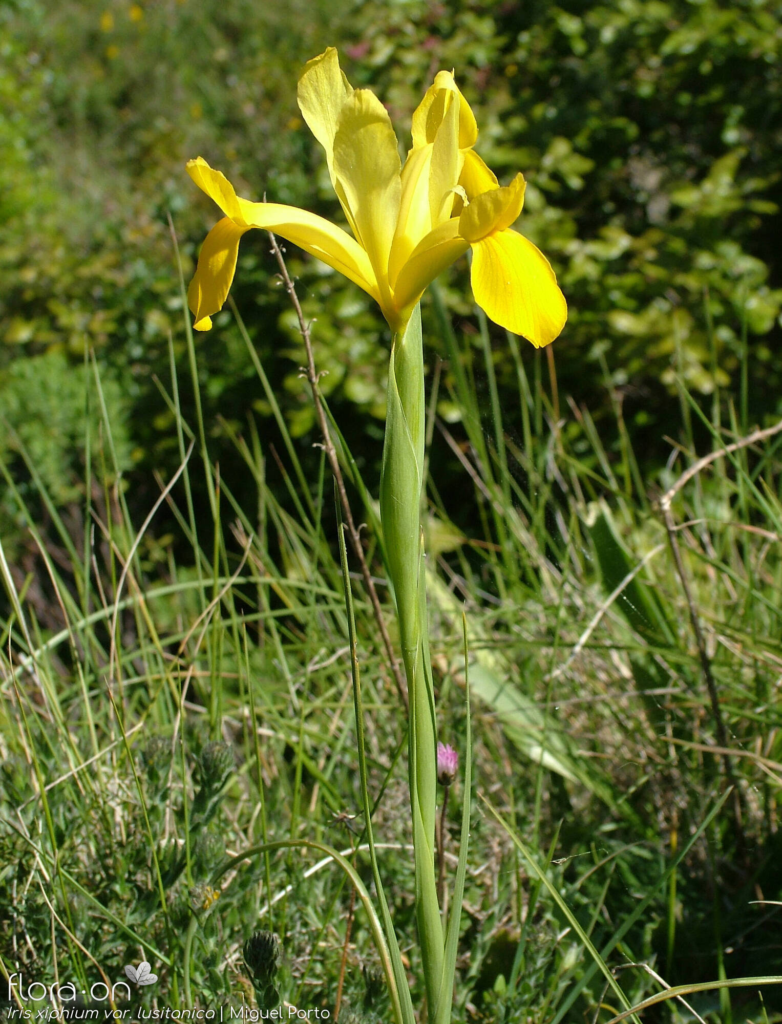 Iris xiphium - Flor (geral) | Miguel Porto; CC BY-NC 4.0