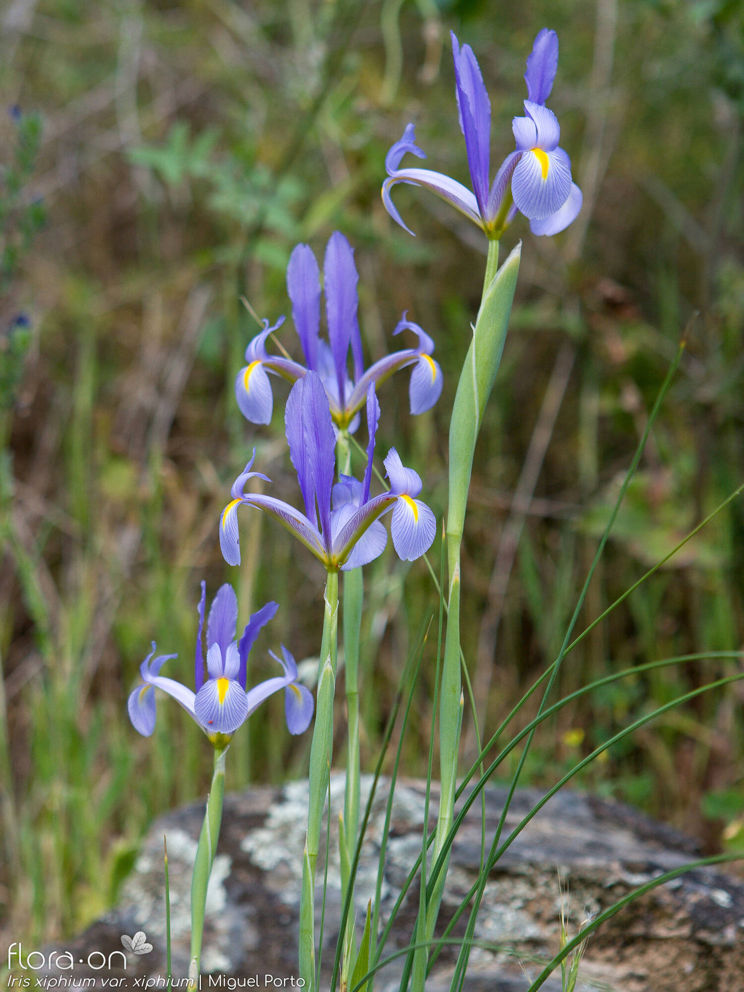 Iris xiphium - Hábito | Miguel Porto; CC BY-NC 4.0