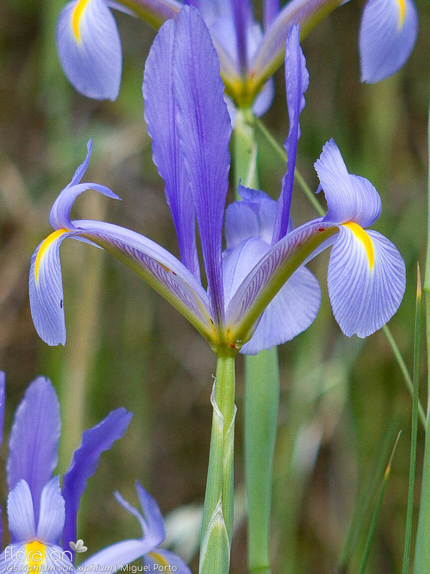 Iris xiphium - Flor (close-up) | Miguel Porto; CC BY-NC 4.0