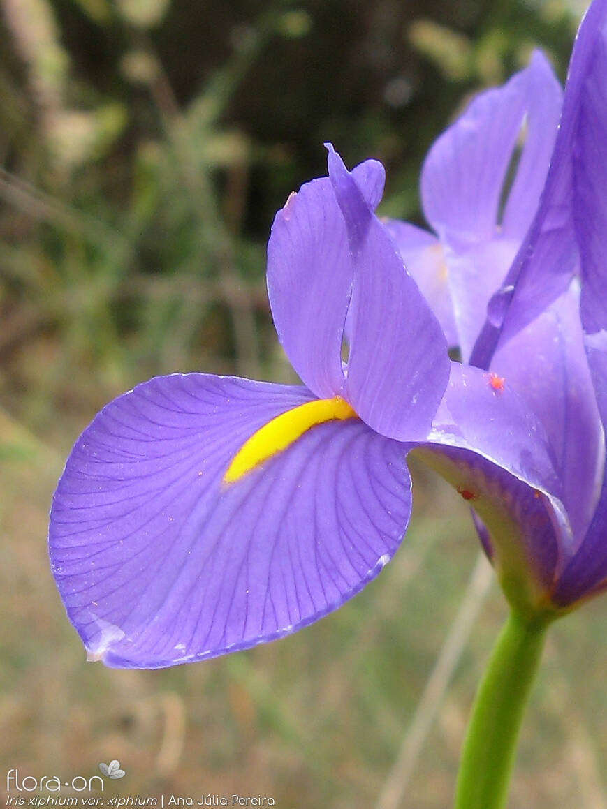 Iris xiphium - Flor (close-up) | Ana Júlia Pereira; CC BY-NC 4.0